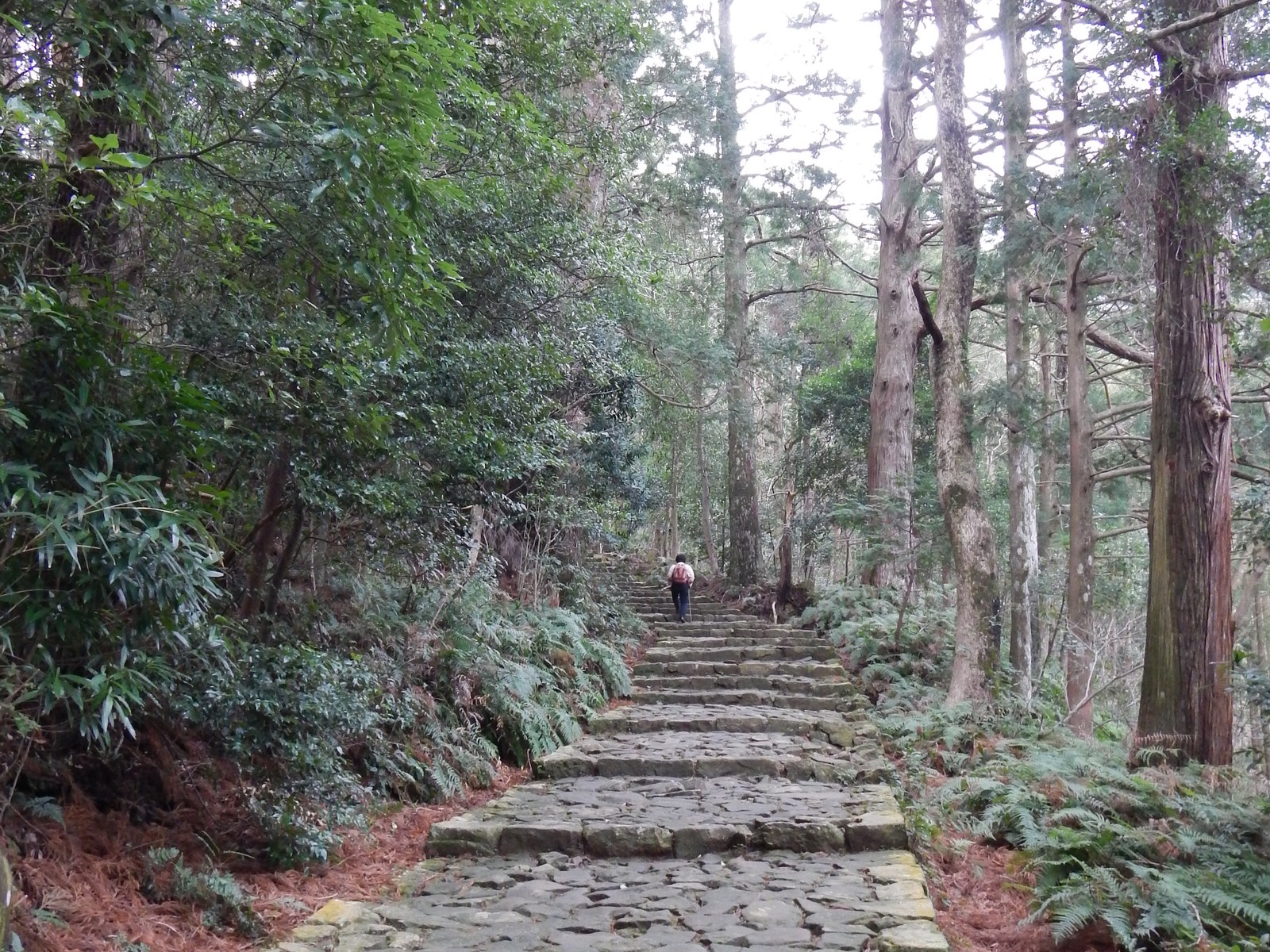 杉木立と石段が続く熊野古道大門坂