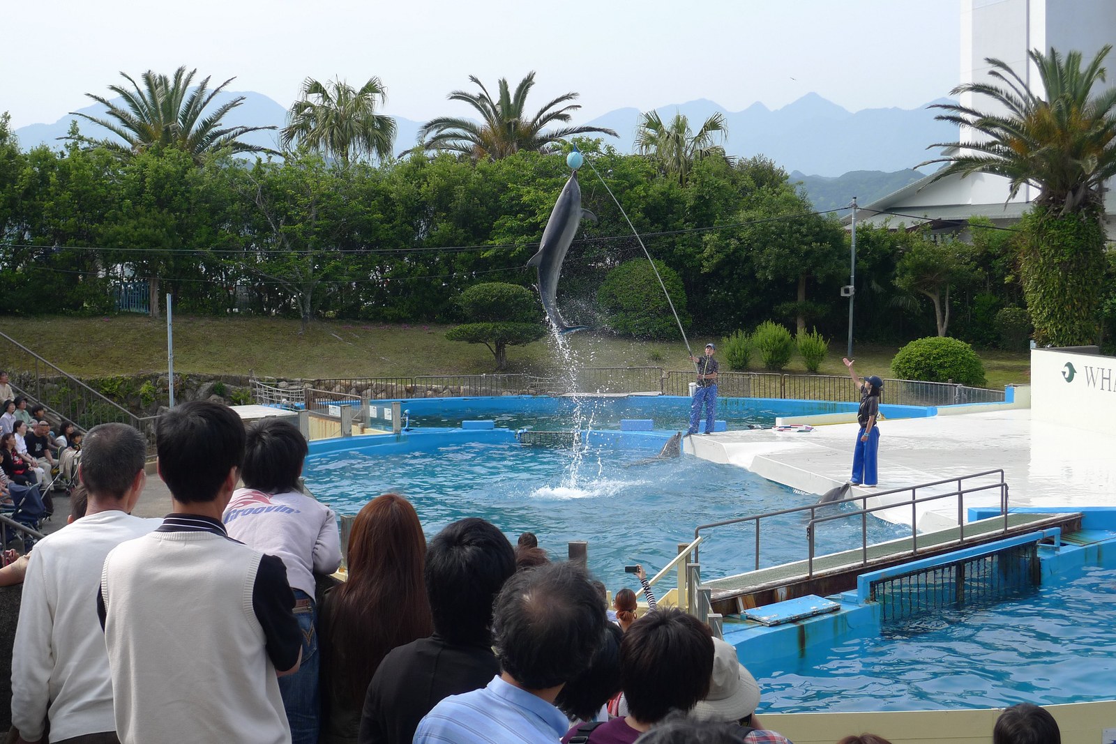 太地町立くじらの博物館のイルカショープール